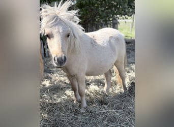 Shetland Mini, Stallone, 1 Anno, 85 cm