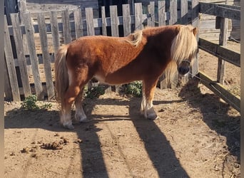 Shetland Mini, Stallone, 20 Anni, 95 cm, Sauro