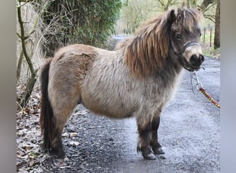 Shetland Mini, Stallone, 2 Anni, 70 cm, Falbo