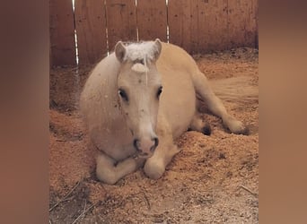 Shetland Mini, Stallone, 2 Anni, 80 cm, Champagne