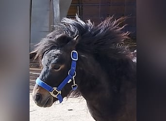 Shetland Mini, Stallone, 4 Anni, 80 cm, Baio scuro