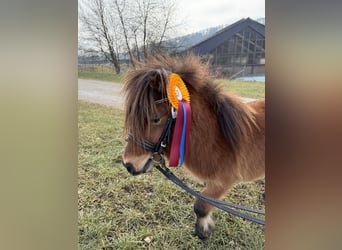 Shetland Mini, Stallone, 4 Anni, 83 cm, Baio