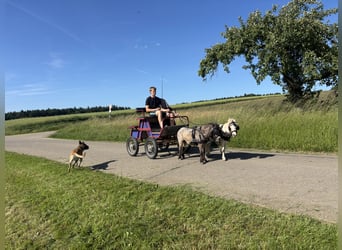 Shetland Mini, Stallone, 4 Anni, 83 cm