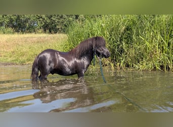 Shetland Mini, Stallone, 4 Anni, 84 cm, Morello