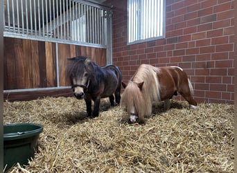 Shetland Mini, Stallone, 4 Anni, 84 cm, Pelle di daino