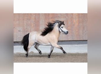 Shetland Mini, Stallone, 5 Anni, 84 cm, Pelle di daino