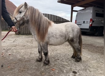 Shetland Mini, Stallone, 5 Anni, 85 cm, Grigio