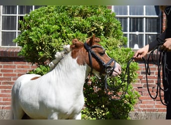 Shetland Mini, Stallone, 14 Anni, 82 cm, Pezzato