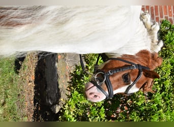 Shetland Mini, Stallone, 14 Anni, 82 cm, Pezzato