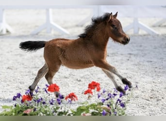 Shetland Mini, Stallone, Puledri (04/2026), 65 cm, Baio