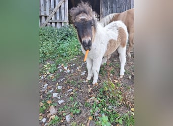 Shetland Mini, Stallone, Puledri (06/2026), 80 cm