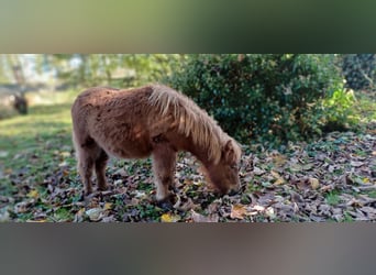 Shetland Mini, Stallone, Puledri (04/2024), 82 cm, Sauro scuro