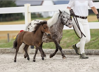 Shetland Mini, Stallone, Puledri (04/2025), Baio
