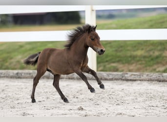 Shetland Mini, Stallone, Puledri (04/2025), Baio