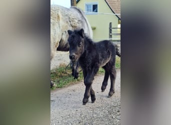 Shetland Mini, Stallone, Puledri (02/2026), Baio nero