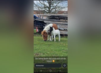 Shetland Mini, Stallone, Puledri (03/2026), Pezzato