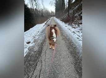 Shetland Mini, Stallone, 3 Anni, 89 cm, Sauro