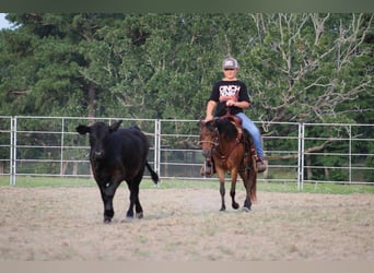 Shetland Ponies, Gelding, 10 years, 11,2 hh, Bay