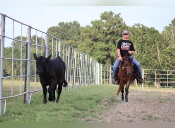 Shetland Ponies, Gelding, 10 years, 11,2 hh, Bay