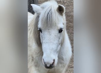 Shetland Ponies, Gelding, 10 years, 12,1 hh, Pinto