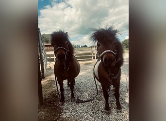 Shetland Ponies, Gelding, 10 years, 7,3 hh, Brown