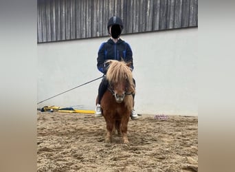 Shetland Ponies, Gelding, 10 years, 8.1 hh