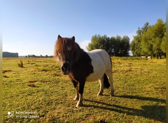 Shetland Ponies, Gelding, 10 years, 8,3 hh, Bay-Dark