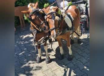 Shetland Ponies, Gelding, 11 years, 10,1 hh, Pinto