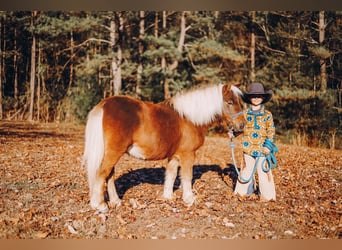 Shetland Ponies, Gelding, 11 years, 10 hh, Chestnut