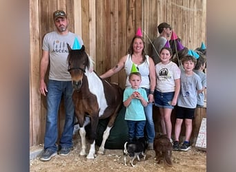 Shetland Ponies, Gelding, 11 years, 11.2 hh, Pinto