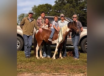 Shetland Ponies, Gelding, 11 years, 11.2 hh, Pinto