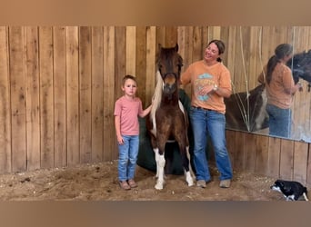 Shetland Ponies, Gelding, 11 years, 11,2 hh, Pinto