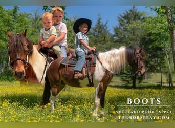 Shetland Ponies, Gelding, 11 years, 11,2 hh, Pinto