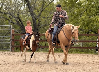 Shetland Ponies, Gelding, 11 years, 11,2 hh, Pinto