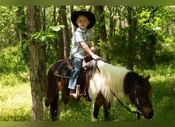 Shetland Ponies, Gelding, 11 years, 11,2 hh, Pinto