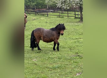 Shetland Ponies, Gelding, 11 years, 7.3 hh, Brown