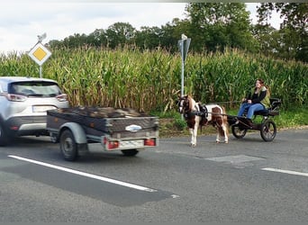 Shetland Ponies, Gelding, 11 years, 9 hh, Pinto