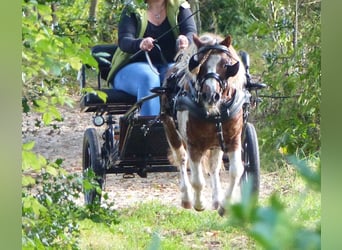 Shetland Ponies, Gelding, 11 years, 9 hh, Pinto