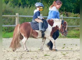 Shetland Ponies, Gelding, 11 years, 9 hh, Pinto