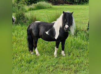 Shetland Ponies Mix, Gelding, 12 years, 10.1 hh, Pinto