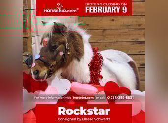 Shetland Ponies, Gelding, 12 years, 10 hh, Pinto