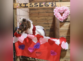 Shetland Ponies, Gelding, 12 years, 10 hh, Pinto