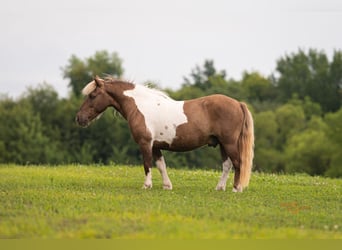 Shetland Ponies, Gelding, 12 years, 10 hh, Pinto