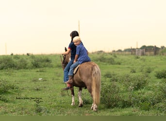 Shetland Ponies, Gelding, 12 years, 10 hh, Pinto