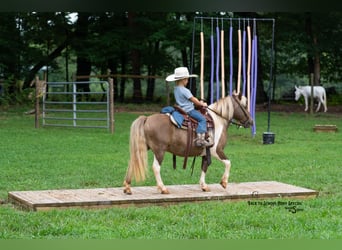 Shetland Ponies, Gelding, 12 years, 10 hh, Pinto