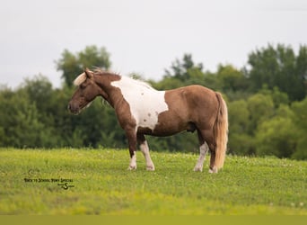 Shetland Ponies, Gelding, 12 years, 10 hh, Pinto