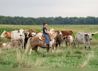 Shetland Ponies, Gelding, 12 years, 10 hh, Pinto