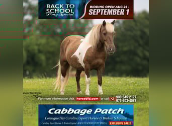 Shetland Ponies, Gelding, 12 years, 10 hh, Pinto