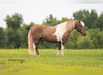 Shetland Ponies, Gelding, 12 years, 10 hh, Pinto