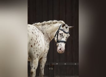 Shetland Ponies, Gelding, 12 years, 11.2 hh, Leopard-Piebald